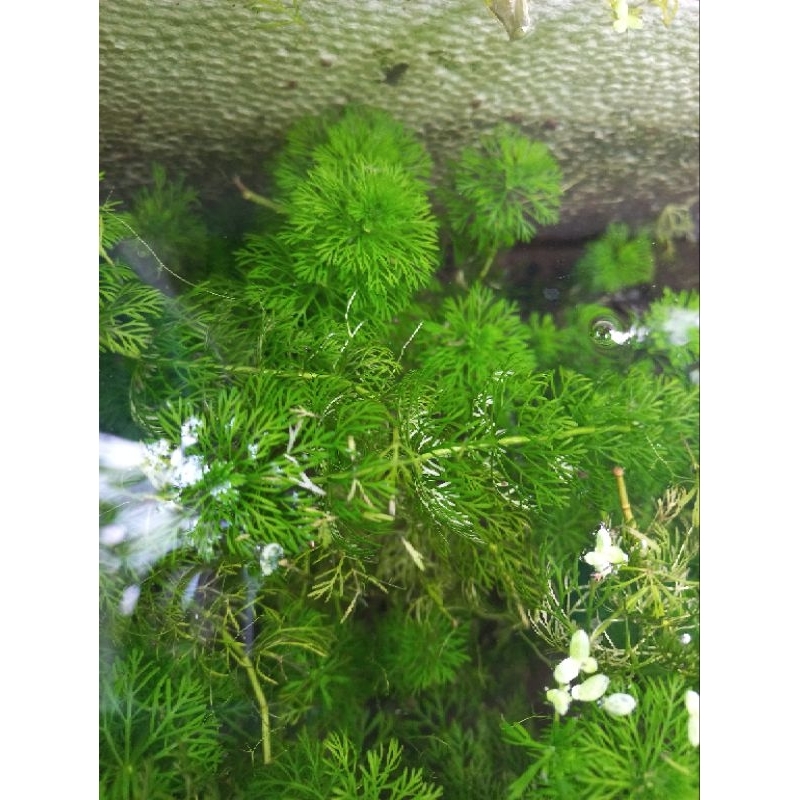 Cây thủy sinh tiểu bảo tháp 3 nhánh  CTS064