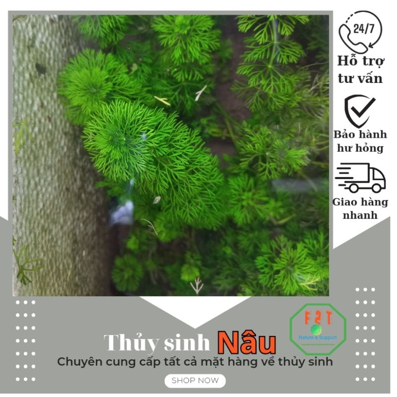 Cây thủy sinh tiểu bảo tháp 3 nhánh  CTS064