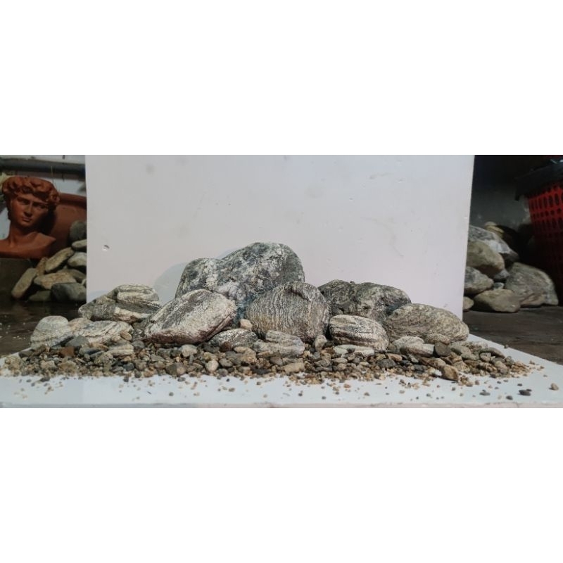 Đá Cuội Vân Mây  | Setup hồ thủy sinh, Biotope, Blackwater, Tiểu Cảnh, Sân Vườn,  Bể Mini