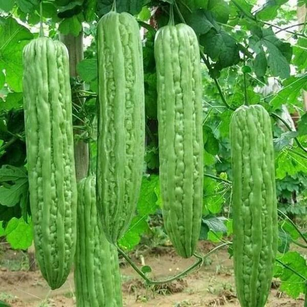 10 hạt mướp đắng xanh khổng lồ siêu quả