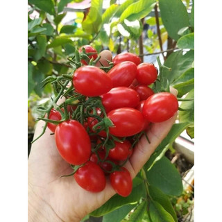 Hạt giống cà chua cherry anh đào chịu nhiệt f1