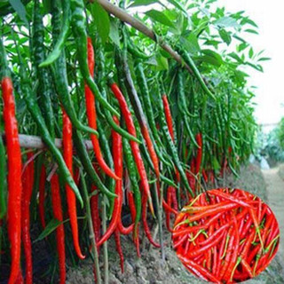 30 hạt giống ớt dài hàn quốc