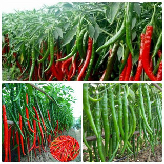 30 hạt giống ớt dài hàn quốc (ớt cay)