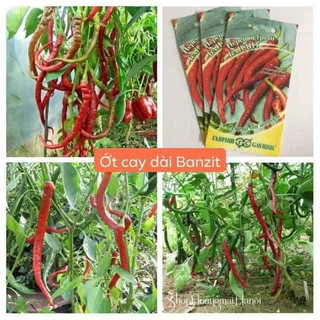 30 hạt giống ớt dài hàn quốc (ớt cay)