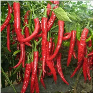 30 hạt giống ớt dài hàn quốc (ớt cay)