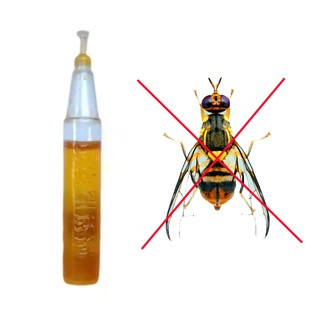 Lọ 2ml chất dẫn dụ ruồi vàng đục trái cây