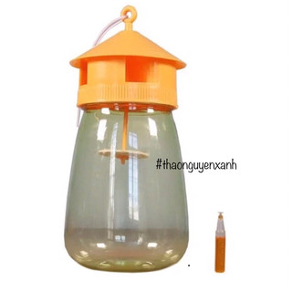 Bẫy ruồi vàng