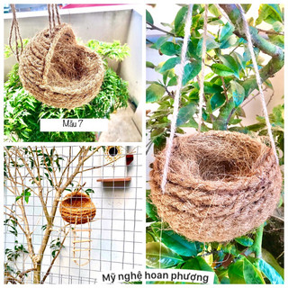 Tổ chim, chuột, yến phụng, chào mào