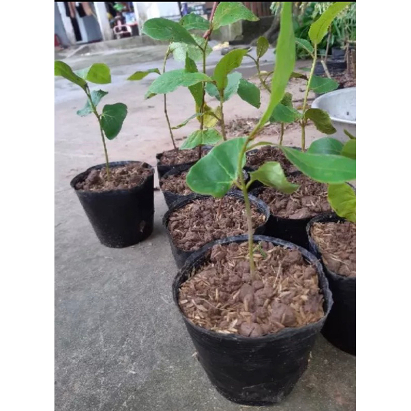 Cây bàng giống chuẩn