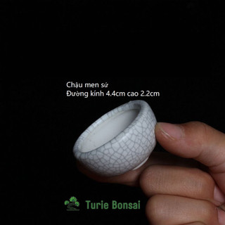 Chậu sứ men rạn siêu mini rất đẹp