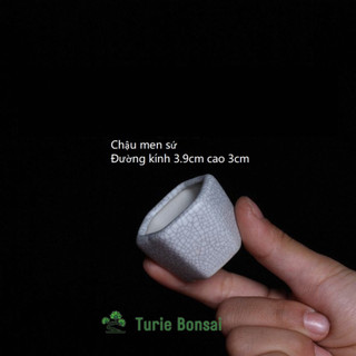 Chậu sứ men rạn siêu mini rất đẹp