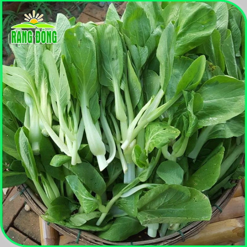 Hạt giống Rau Củ Quả trồng theo mùa ở miền Bắc, tháng 7 này trồng rau gì? - Hạt giống Rạng Đông
