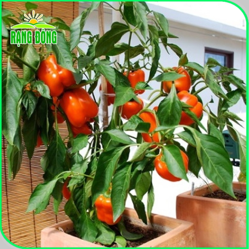 Hạt giống Rau Củ Quả trồng theo mùa ở miền Bắc, tháng 7 này trồng rau gì? - Hạt giống Rạng Đông