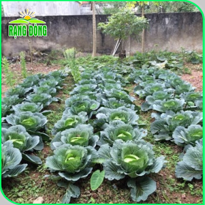 Hạt giống Rau Củ Quả trồng theo mùa ở miền Bắc, tháng 7 này trồng rau gì? - Hạt giống Rạng Đông