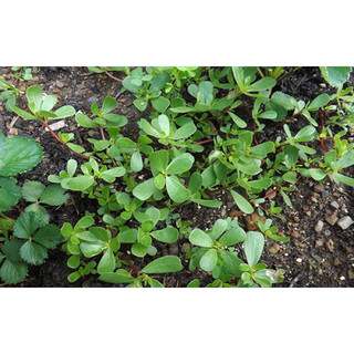 Hạt Giống Rau Sam 1gr ~ 1000h