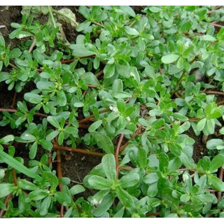 Hạt Giống Rau Sam 1gr ~ 1000h