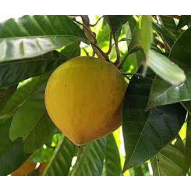 lekima vườn ( quả trứng gà) hàng nhà trồng tươi mới