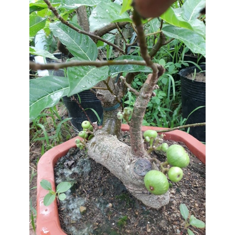 Cây sung siêu quả (cây thật, đang quả)
