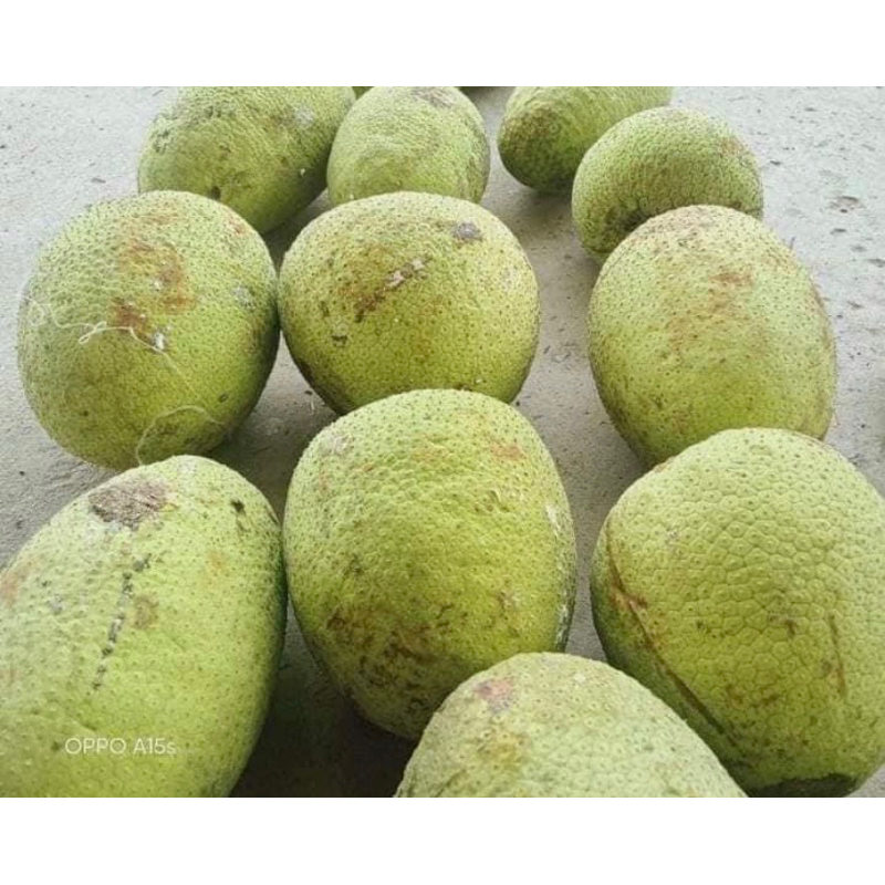 [Combo 2 trái] [Ship HCM]  Quả sake nhà trồng