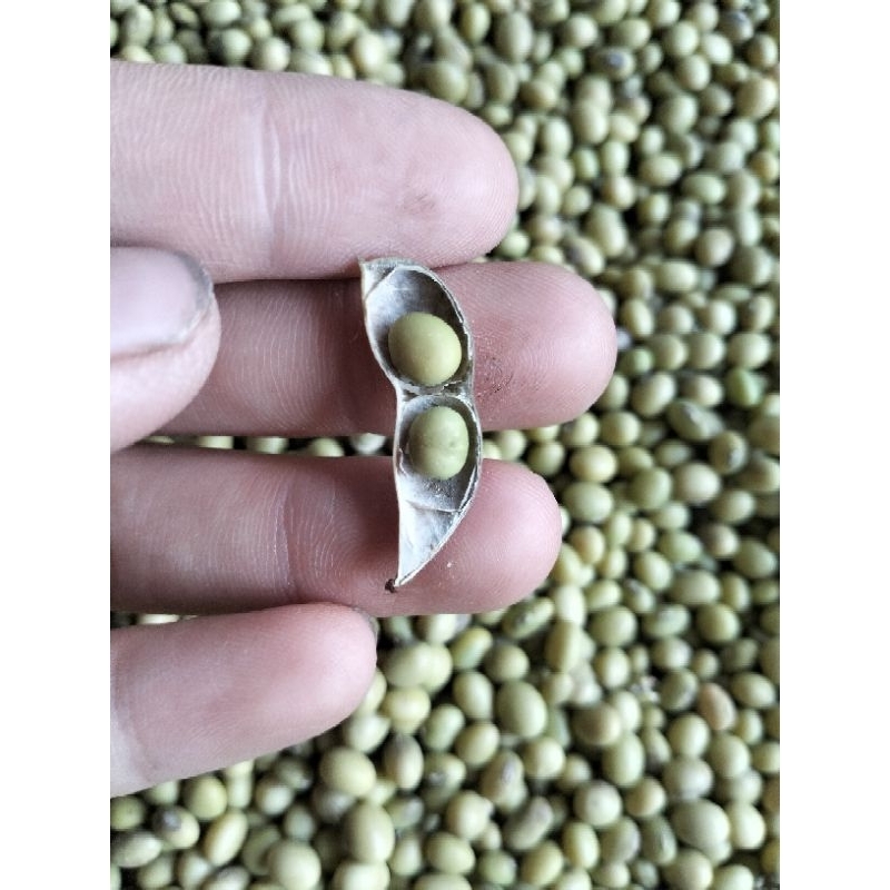 ĐẬU NÀNH XANH Hữu cơ