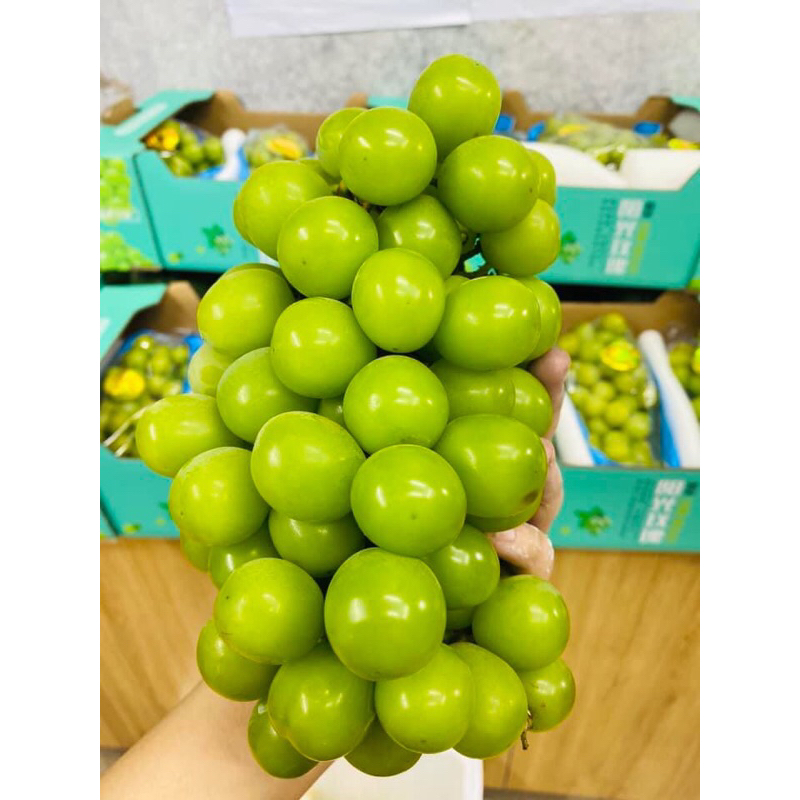 HOẢ TỐC NHO SỮA CHÙM SIÊU NGON SIÊU NGỌT