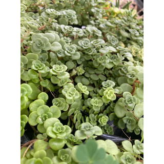 Cây sen đá sedum vảy cá_🌱hàng sẵn