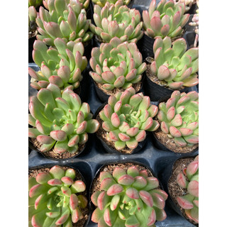 Cây sen đá ruby đỏ[Có sẵn] 🌵  [Chính hãng]⚡ [Ảnh thật] ❤  [FreeShip]