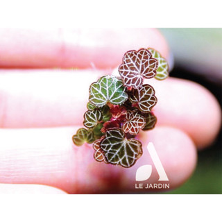 Micro Begonia Strawberry, Hải Đường Mini, cây mini, Begonia hiếm, rất hợp cho terrarium, bán cạn