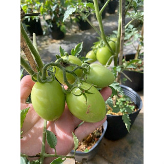 CHẬU CÂY GIỐNG CÀ CHUA TRÁI CÂY NOVA # TẶNG KÈM PHÂN BÓN HỮU CƠ CÁ HỒI NAUY