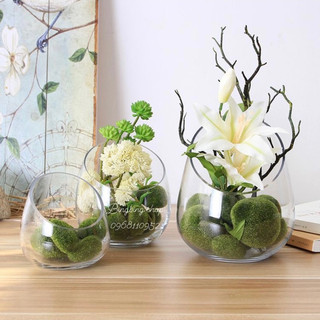 Chậu thủy tinh trồng cây decor xinh xắn