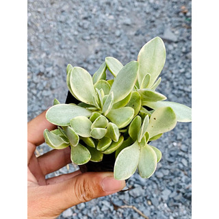 Sen đá cánh buom var-vườn xương rồng-sen đá Bình Dương