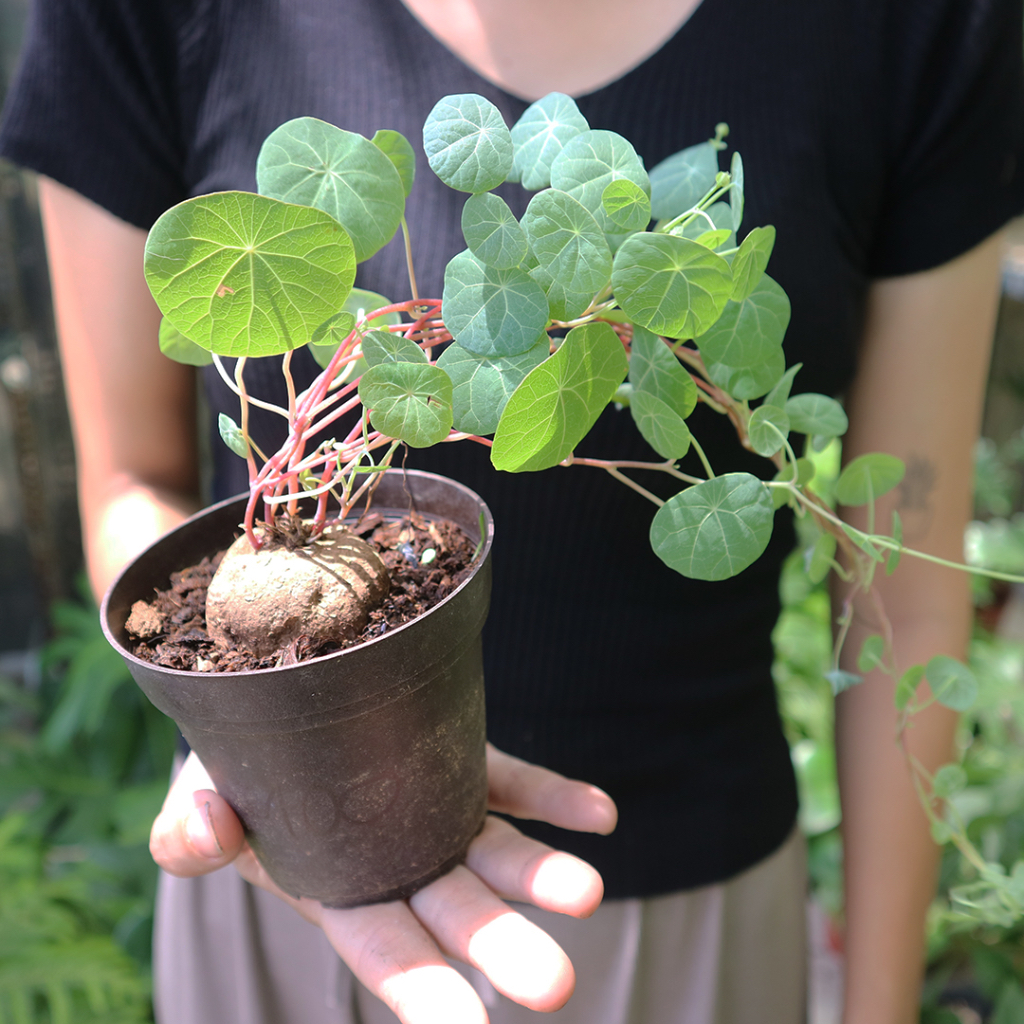 Củ Bình Vôi Thái size to 10cm | Stephania Erecta