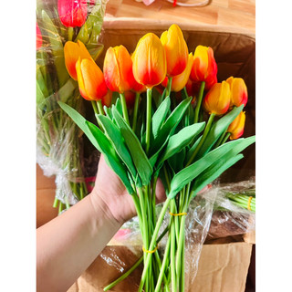 Hoa tulip cao su non ( đầu hoa nhỏ)