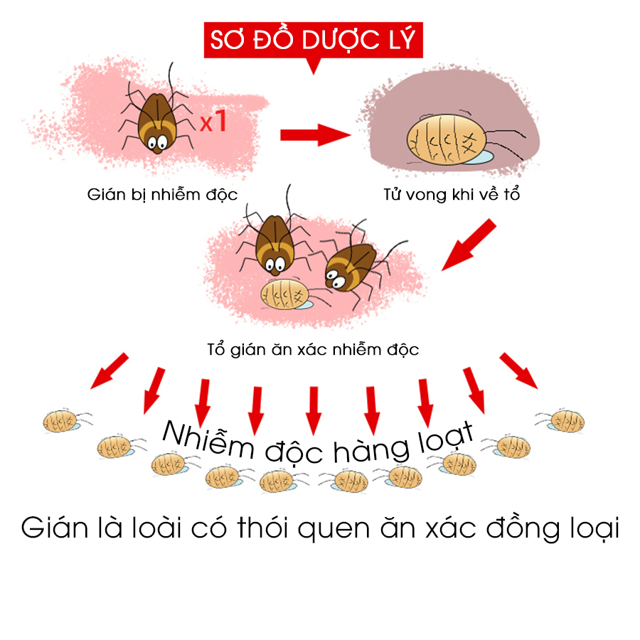 Thuốc diệt gián sinh học AMB, Viện Hàn lâm khoa học Việt Nam, diệt tận gốc tất cả các loại gián, hiệu quả, an toàn.