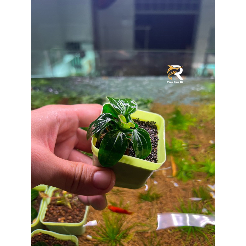 TRẦU 09 IGUAZU 2009