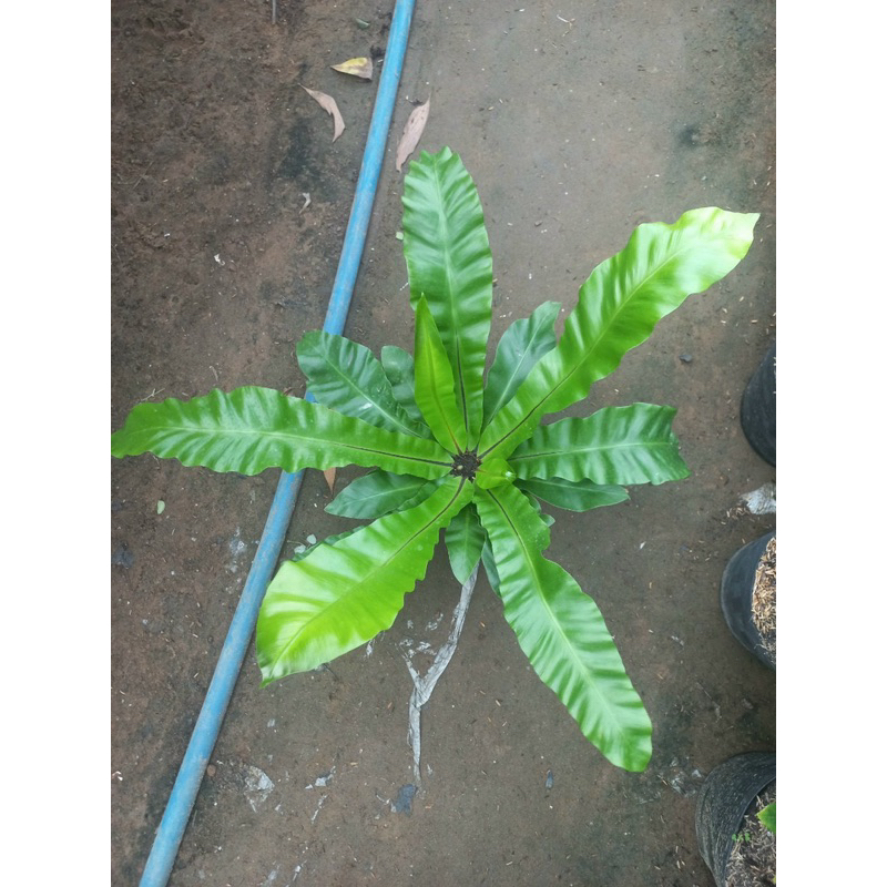 Cây ráng ổ phụng - chịu nắng nhẹ