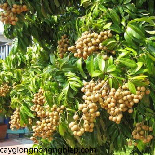 CÂY GIỐNG NHÃN TIÊU DA BÒ CHO QUẢ SIÊU SỚM