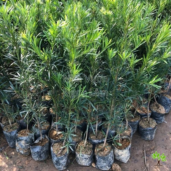 COMBO 5 CÂY TÙNG LA HÁN (CAO 25-35CM ) VẠN NIÊN TÙNG CÂY GIEO HẠT BẦU RỄ ỔN ĐỊNH (TÙNG NHẬT)