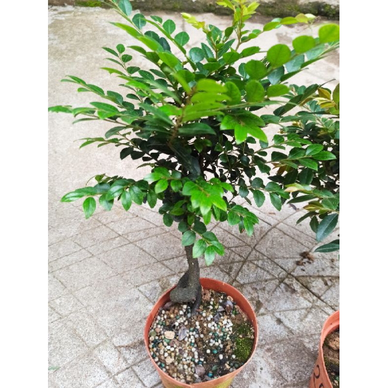 thanh lý cây tùng đen ( cây bonsai phong thủy)