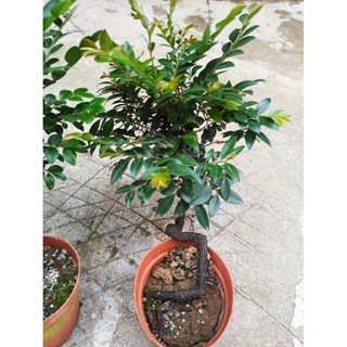 thanh lý cây tùng đen ( cây bonsai phong thủy)