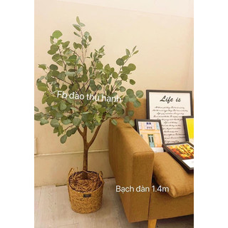 Cây bạch đàn giả 1m45 tặmg kèm giỏ trang trí