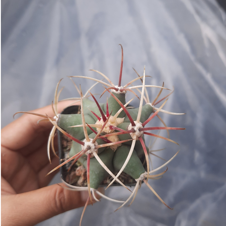 Xương rồng giá rẻ Fero râu tôm đỏ 6-7cm - Cây trồng tự nhiên - Khách có đơn hàng từ 100k trở lên có quà tặng