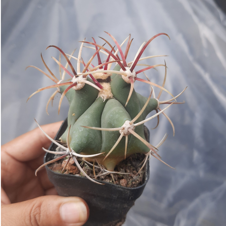 Xương rồng giá rẻ Fero râu tôm đỏ 6-7cm - Cây trồng tự nhiên - Khách có đơn hàng từ 100k trở lên có quà tặng