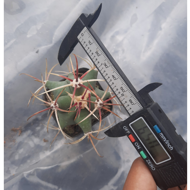 Xương rồng giá rẻ Fero râu tôm đỏ 6-7cm - Cây trồng tự nhiên - Khách có đơn hàng từ 100k trở lên có quà tặng