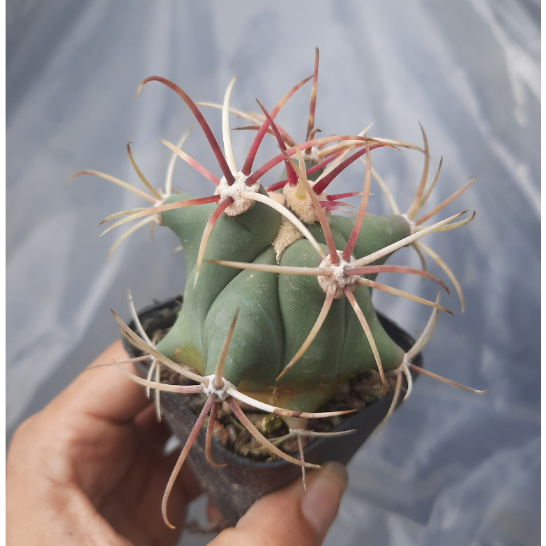 Xương rồng giá rẻ Fero râu tôm đỏ 6-7cm - Cây trồng tự nhiên - Khách có đơn hàng từ 100k trở lên có quà tặng