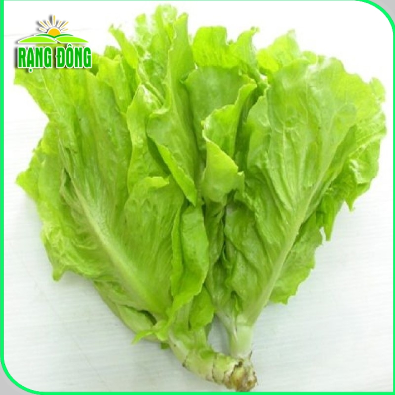 Hạt giống Rau Củ Quả trồng theo mùa ở miền Nam, tháng 8 này trồng rau gì? - Hạt giống Rạng Đông
