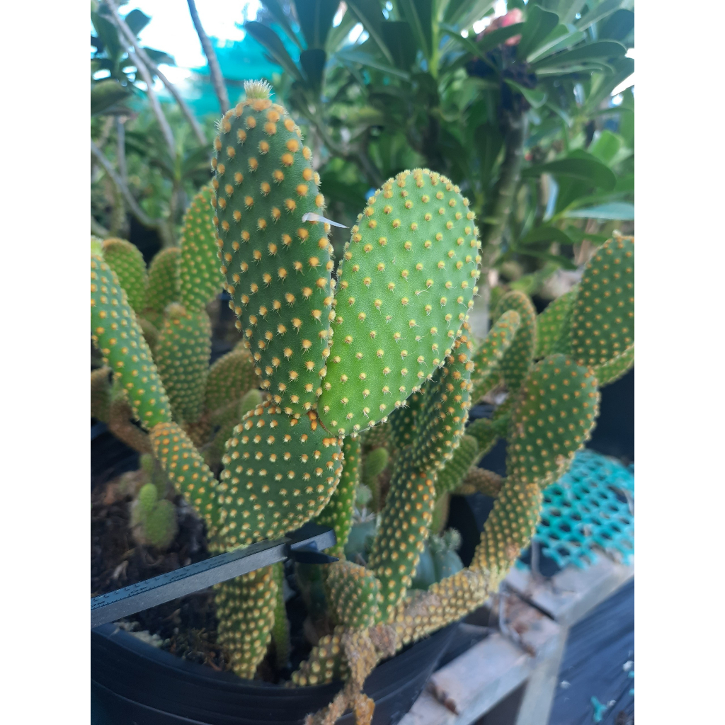 Xương rồng giá rẻ Tai thỏ. Đơn >100k tặng 3 cây xr