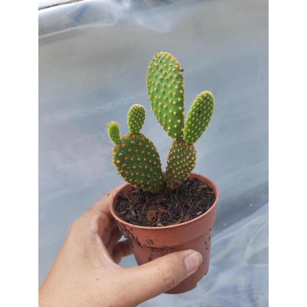 Xương rồng giá rẻ Tai thỏ. Đơn >100k tặng 3 cây xr