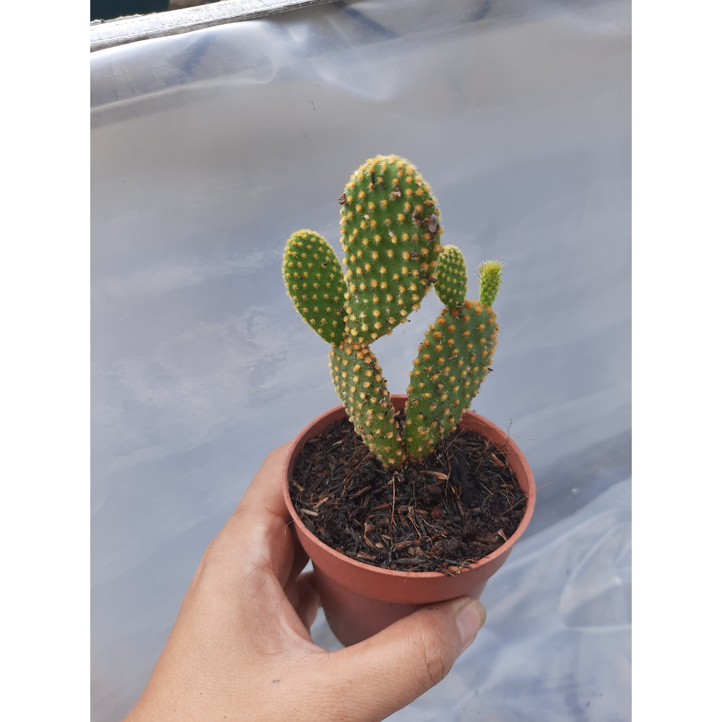 Xương rồng giá rẻ Tai thỏ. Đơn >100k tặng 3 cây xr