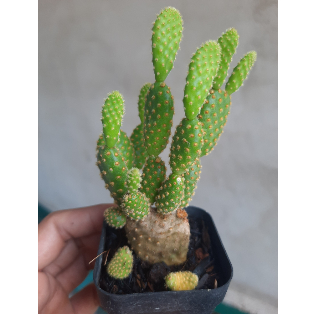 Xương rồng giá rẻ Tai thỏ. Đơn >100k tặng 3 cây xr